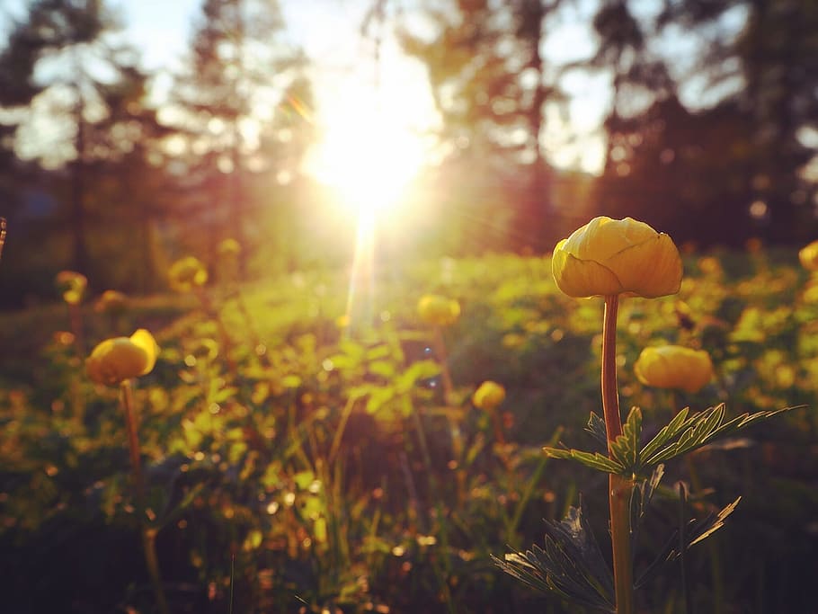 Buttercups, Sunset, Nature, Spring, yellow, field, sunlight HD wallpaper