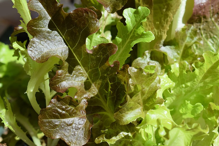 lettuce, vegetable, garden, spring, green edible, salad, nature HD wallpaper