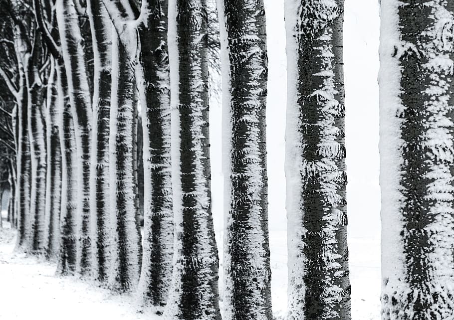 row, trees, nature, birch, black and white, cold, snow, winter HD wallpaper