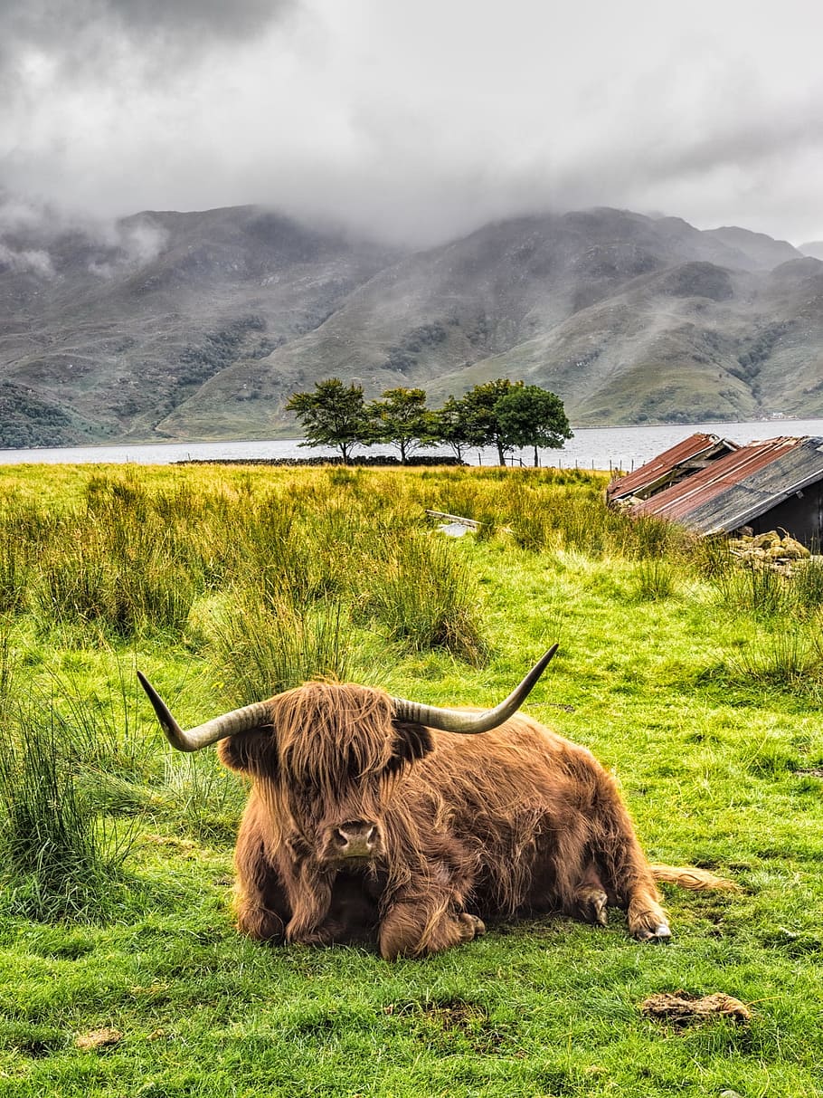 HD wallpaper: Highland Cow, Scotland, Cattle, livestock, field, bovine,  mammal | Wallpaper Flare