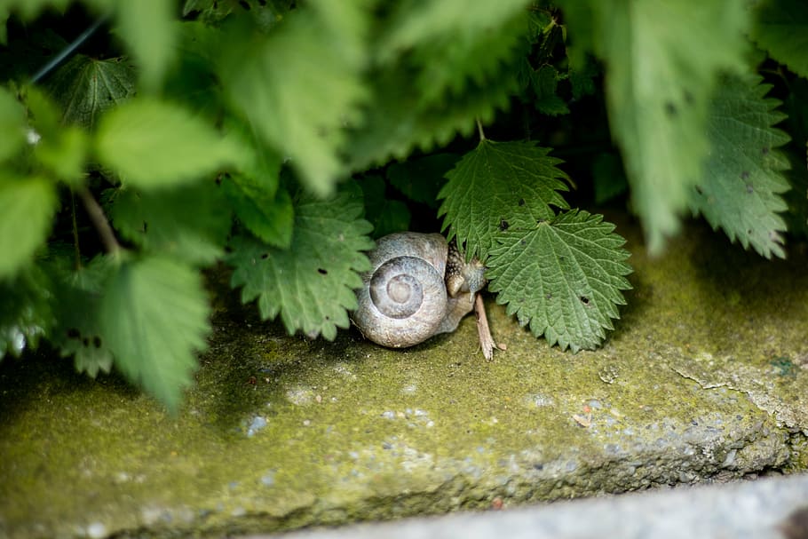 snail, nature, animal, slimy, crawling, mollusk, animal Shell HD wallpaper