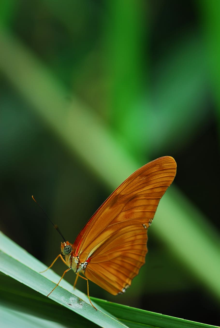insect, butterfly, nature, leaf, plant, invertebrate, one animal HD wallpaper
