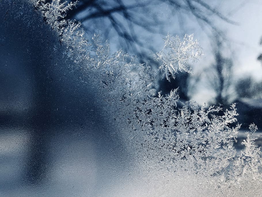 closeup photo of snow near trees at daytime, shallow focus photography of snow flakes HD wallpaper