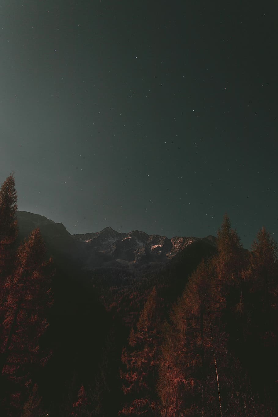 pine trees with snow-capped mountain at distance, photo of brown trees near cliff HD wallpaper