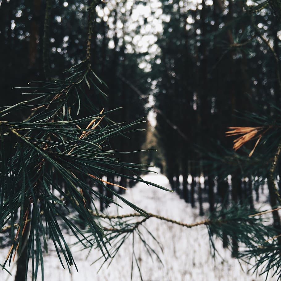 selective focus photography of tree, green pine tree during daytime in closeup photo HD wallpaper