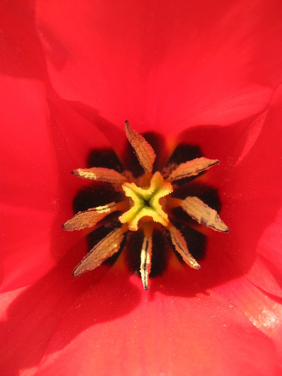 flower, flowers, reddish, close-up, no people, freshness, star shape HD wallpaper