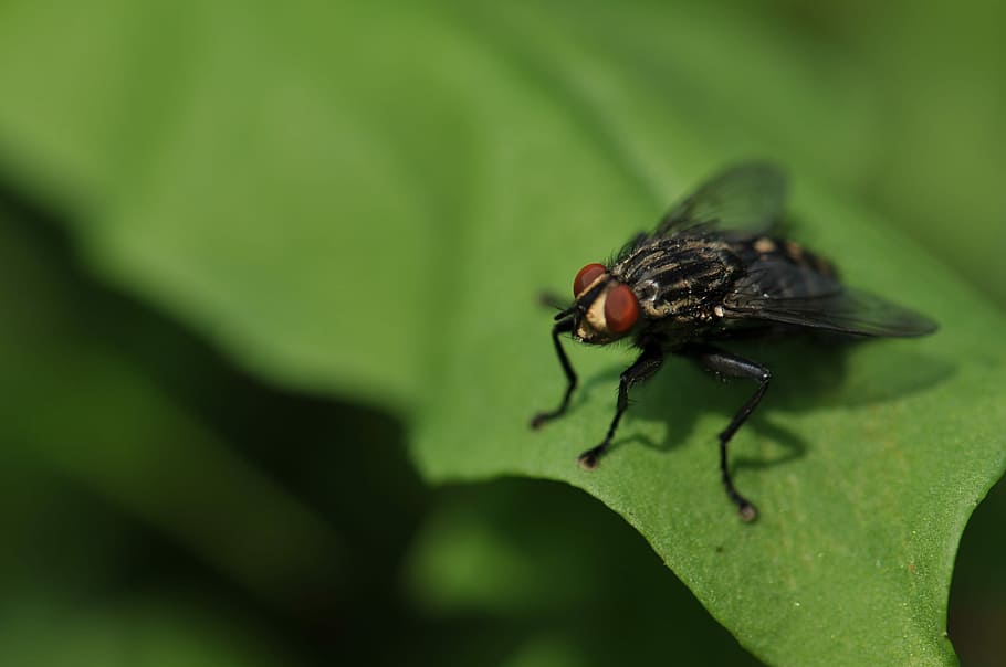 focus photography of black fly, black horsefly perched on green leaf in closeup photography HD wallpaper