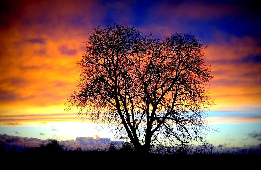 Sunset, Tree, Twilight, Evening, Sun, evening sun, silhouette HD wallpaper