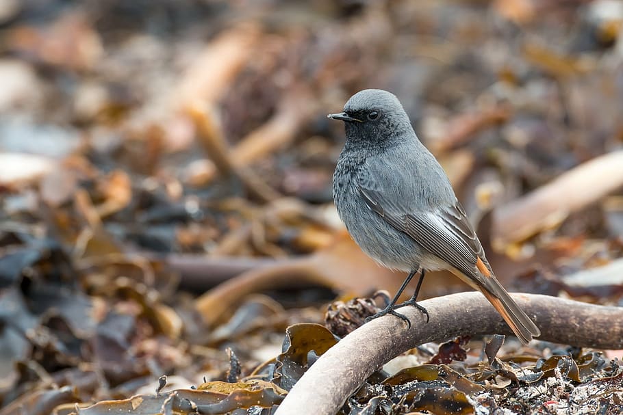 selective focus photography of gray bird on tree branch, black redstart