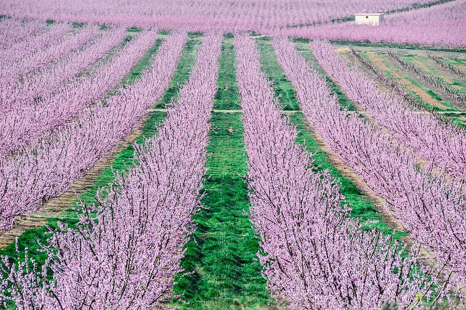 Fruit, Trees, Color, Pink, Background, fruit trees, pink background HD wallpaper
