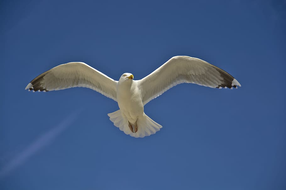 holiday at the sea, flying white seagull, bird, flight, blue HD wallpaper