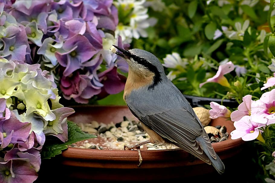 grey and brown bird, kleiber, sitta europaea, feeding place, garden