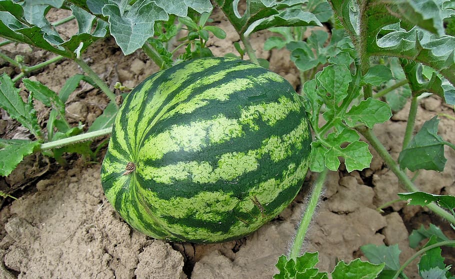 melon, watermelon, fruit, healthy, food, green, green color HD wallpaper