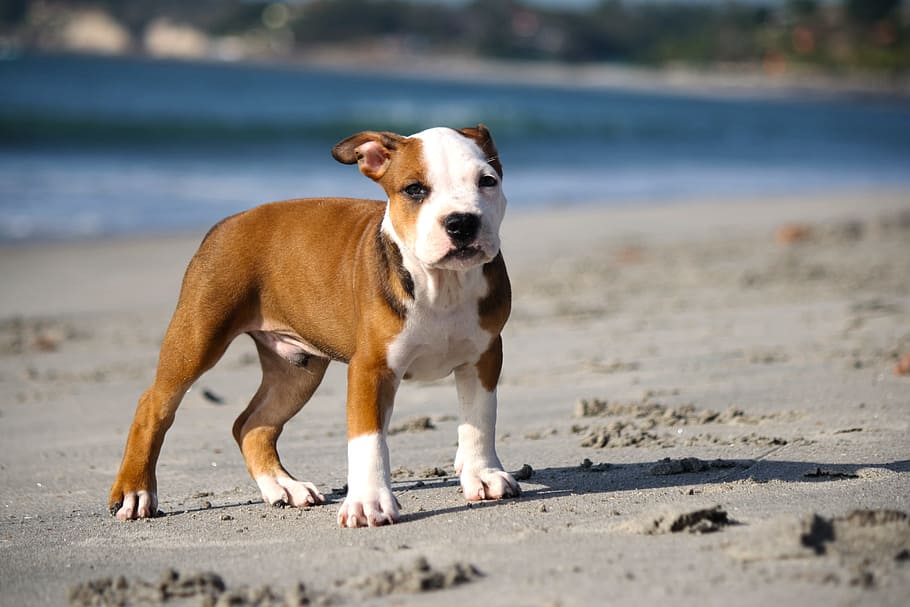 tan and white American Pit Bull Terrier puppy standing seashore near sea during daytime, HD wallpaper