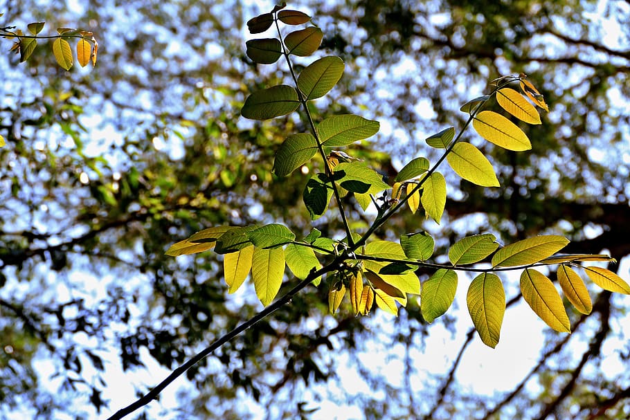 forest, a branch, foliage, nature, spring, tree, plant, leaf HD wallpaper