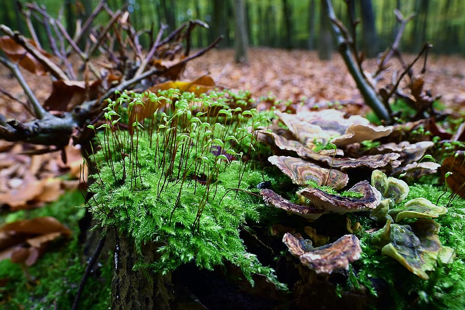 Moss, Fruit, Tree, Tree Fungus, Forest, moss fruit, vegetable HD wallpaper