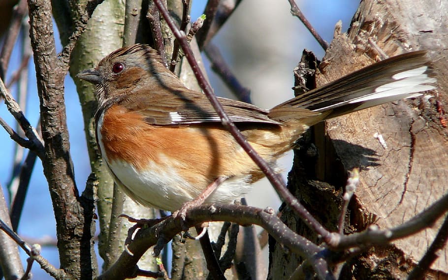 short-beaked brown and white bird on tree branch, eastern towhee HD wallpaper