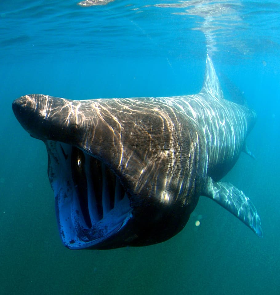 sea, ocean, water, underwater, swimming, basking shark, macro