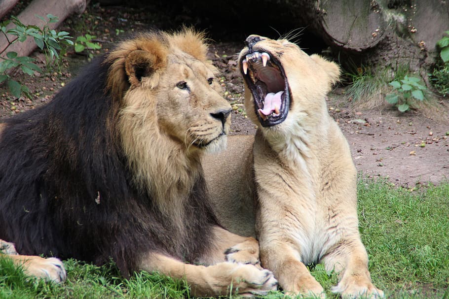 two lion on ground at daytime, zoo, predator, cat, animals HD wallpaper