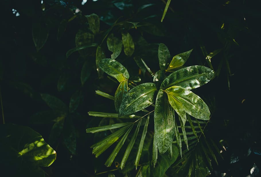 selective focus photography of green leafed plant, tree, tropical HD wallpaper