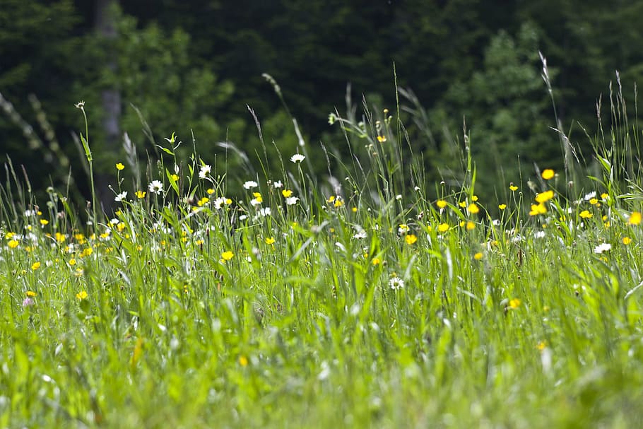 prato, nature, spring, flowers, green, grass, plant, field HD wallpaper