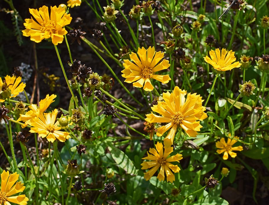 Coreopsis 1080P, 2K, 4K, 5K HD wallpapers free download | Wallpaper Flare