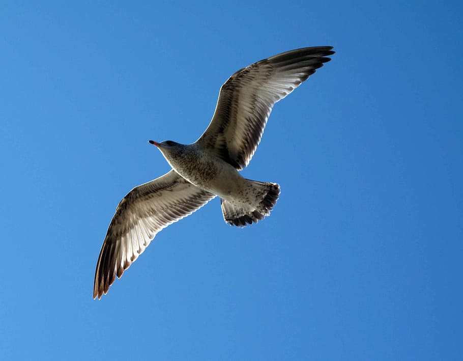 flight, seagull, sky, nature, fly, flying, bird, animals in the wild HD wallpaper