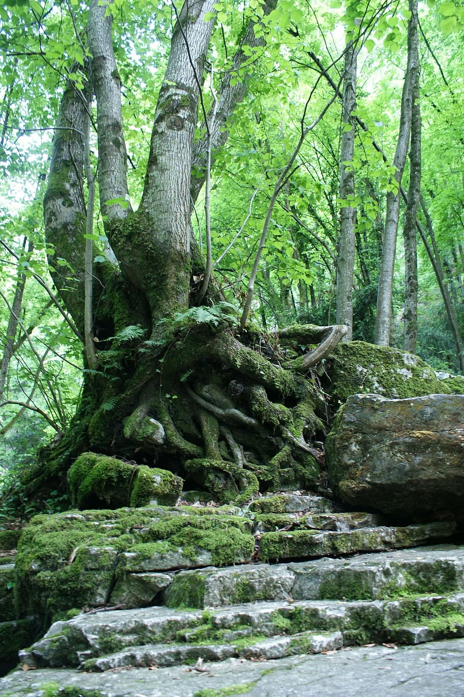 tree, nature, roots, green, leaves, old tree, forest, foliage HD wallpaper