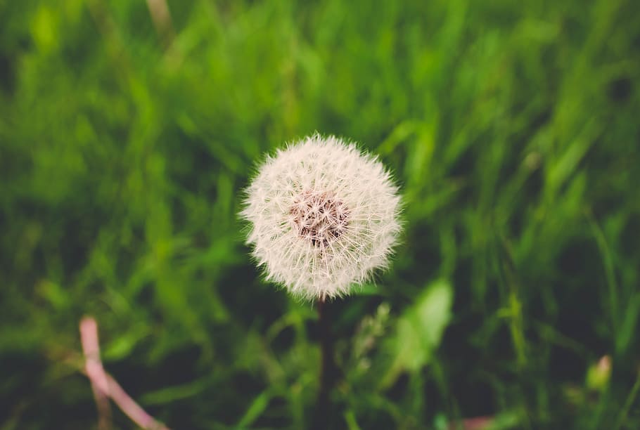 Dandelion, Flora, Flower, Macro, Nature, plants, grass, summer HD wallpaper
