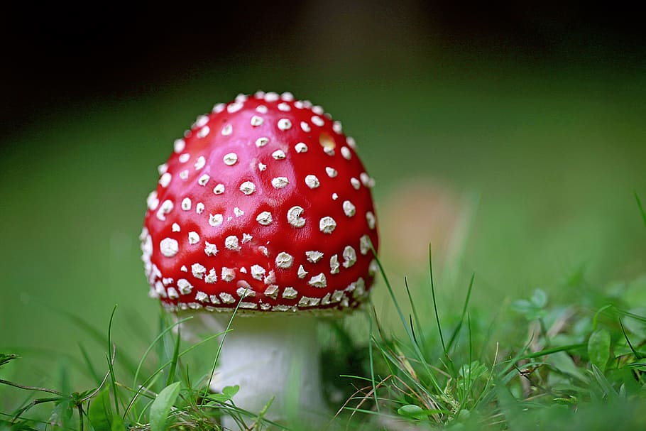 fly agaric, points, red, forest, red fly agaric mushroom, toxic HD wallpaper