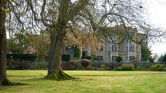 bare tree near building, manor, house, old, architecture, mansion HD wallpaper