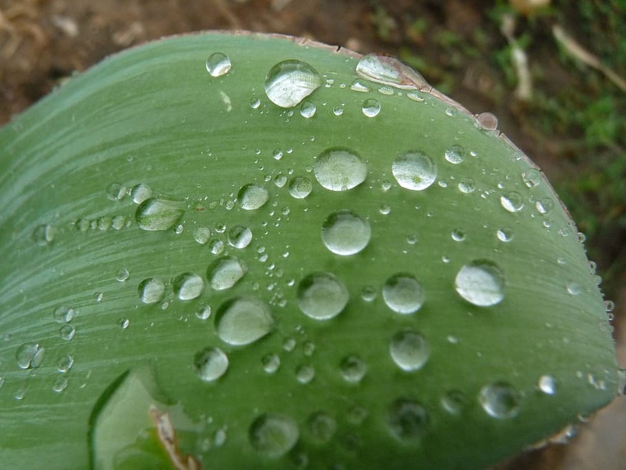 drop, droplet, rain, leaf, green, wet, water, close-up, green color HD wallpaper