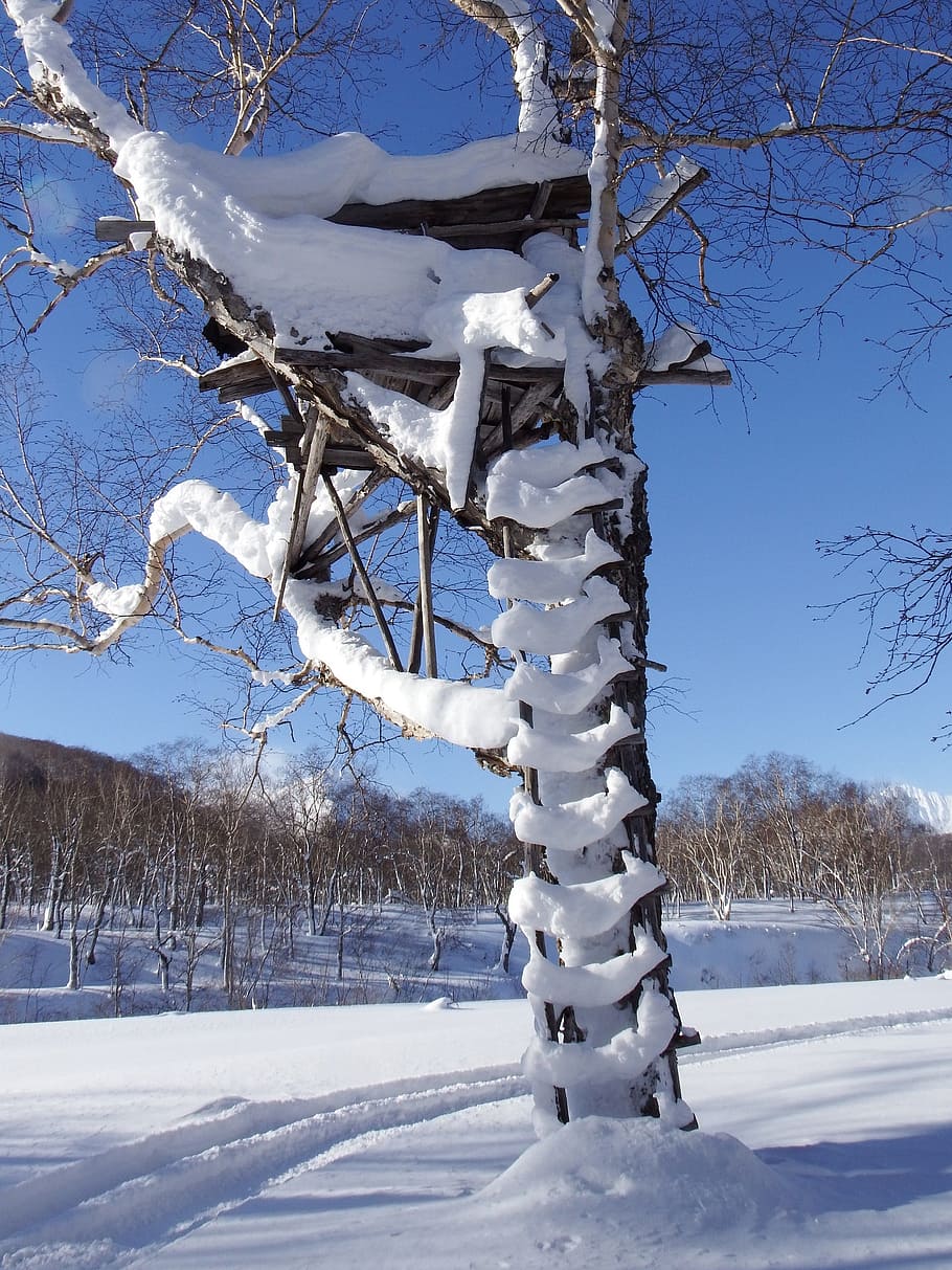 forest, ladder, tree, stairs, snow, winter, cold, road, parallels HD wallpaper