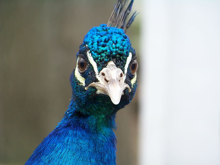 peacock, head, bird, animal, colorful, beak, eye, peafowl, plumage, HD wallpaper