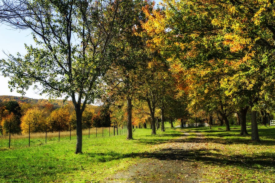 color, autumn, fall, trees, roadway, fence, mountain, foliage HD wallpaper