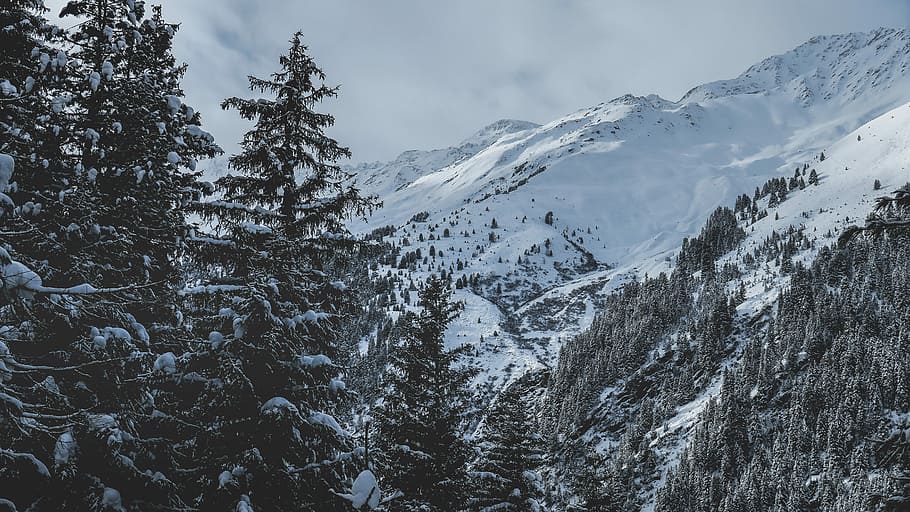 photo of tree and mountain coated with snow, snow covered mountain with trees HD wallpaper