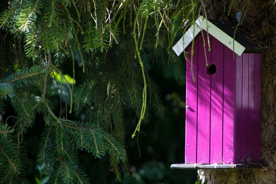 nesting box, pink, colors, contrast, fir tree, plant, no people HD wallpaper