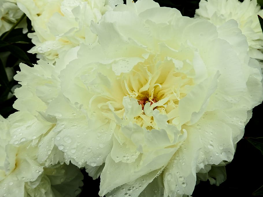 flower, blossom, bloom, rose, peony, pentecost, nature, plant HD wallpaper