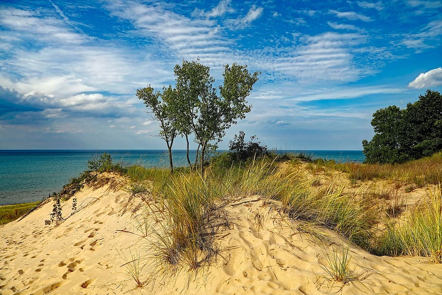 green leafed tree on mountain during daytime, indiana dunes state park, HD wallpaper