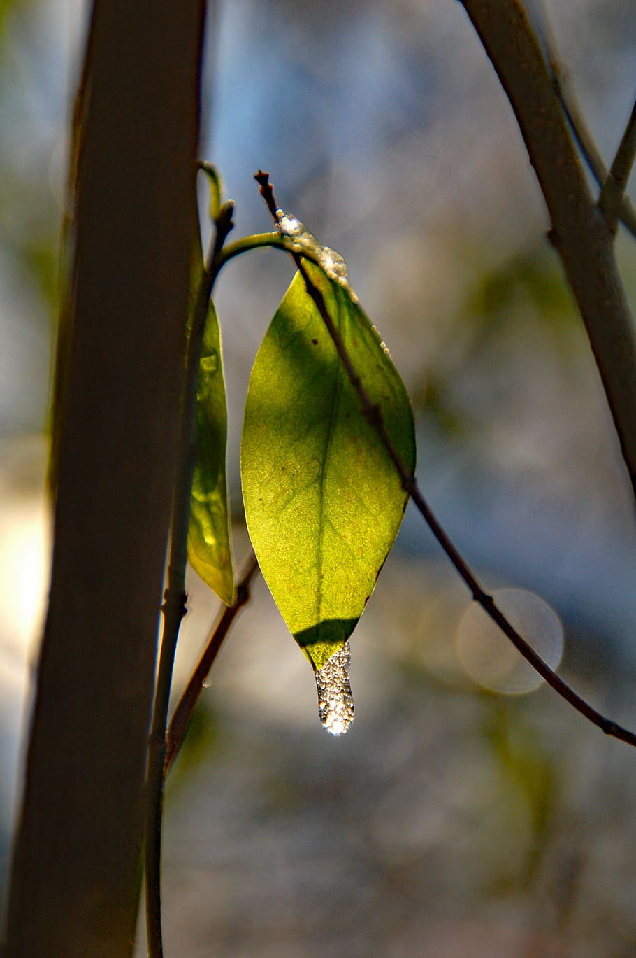 sheet, ice, nature, ripe, cold, frozen, focus on foreground HD wallpaper
