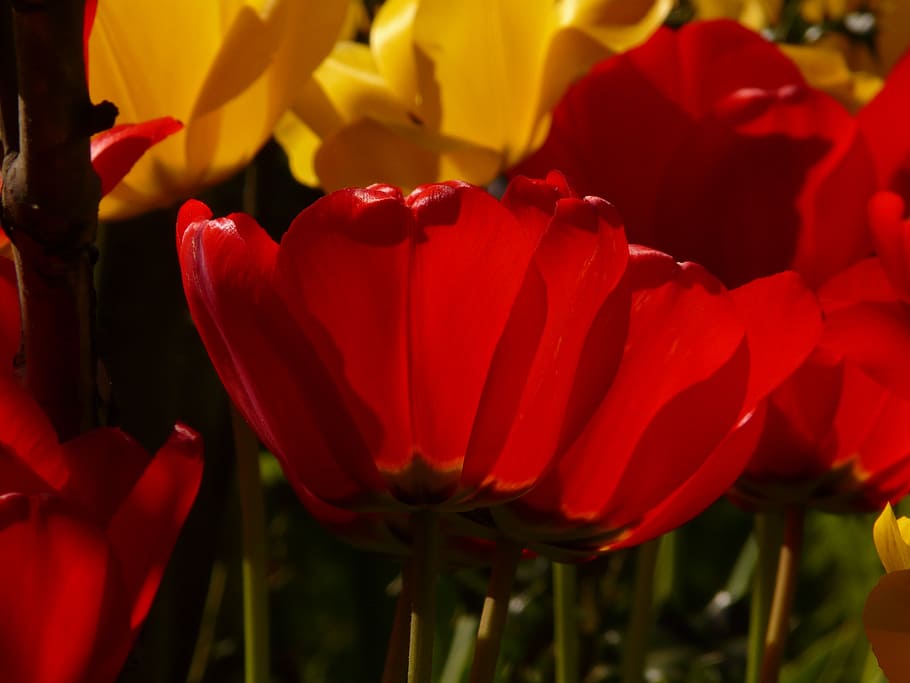 tulips, red, yellow, back light, beautiful, tulpenbluete, flowers HD wallpaper