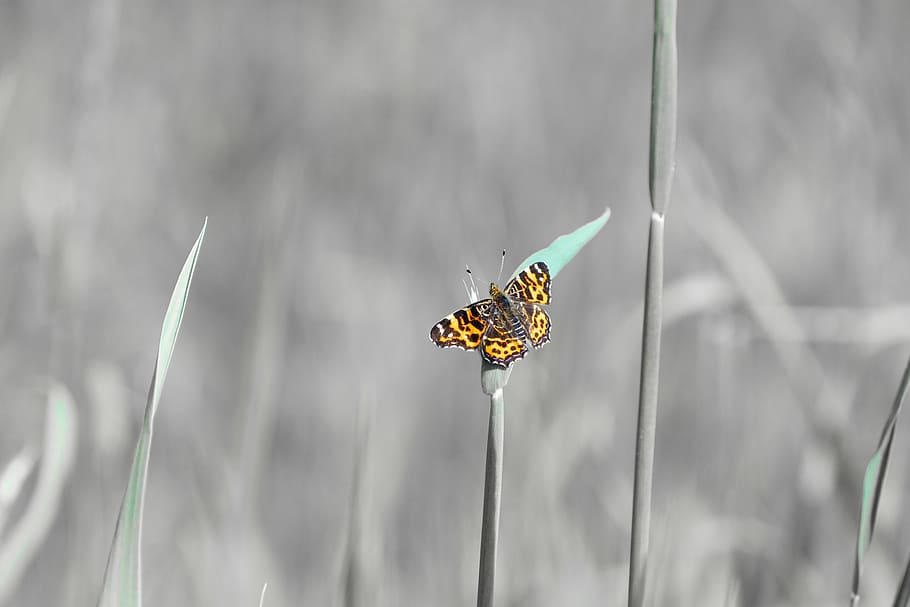 butterfly, spring, blossom, bloom, nature, insect, butterfly - Insect HD wallpaper