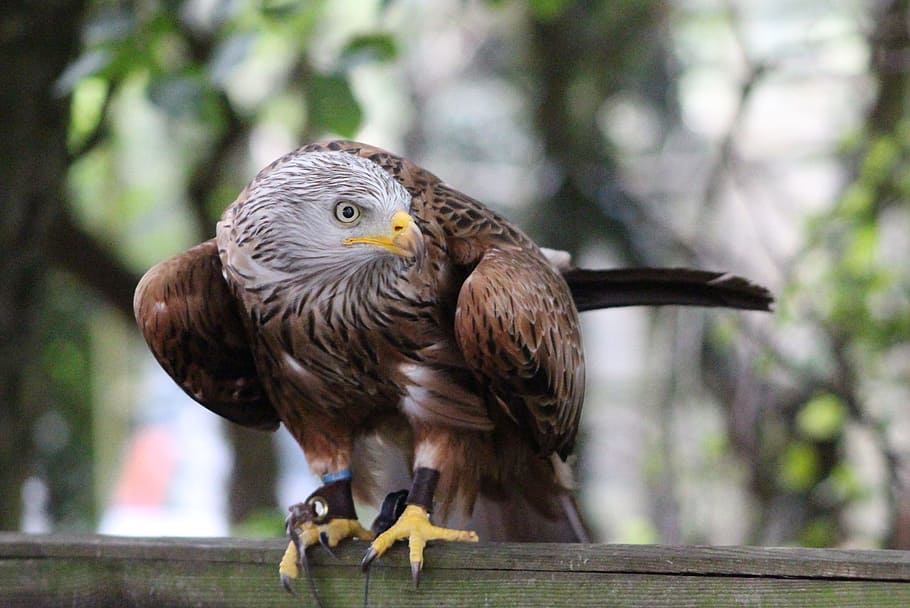 hunter, hawk, bird, wildlife, predator, feather, flying, plumage HD wallpaper