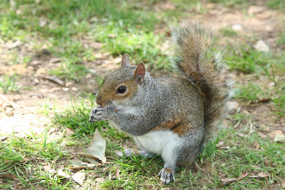 Squirrel, Pet, the squirrel, park, one animal, animal themes HD wallpaper