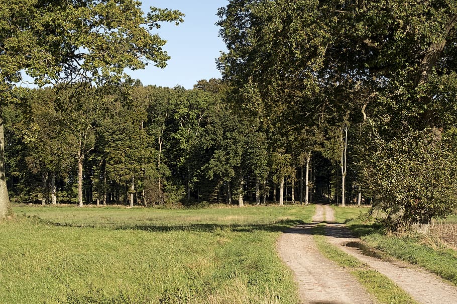 forest, forest path, trees, deciduous trees, deciduous forest HD wallpaper