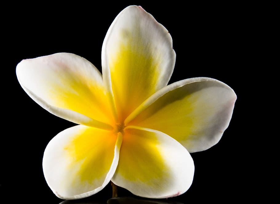 white and yellow frangipani flower, Blossom, Bloom, plumeria, HD wallpaper
