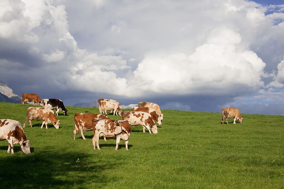 HD wallpaper: alm, pasture, mountains, clouds, cow, summer, landscape ...