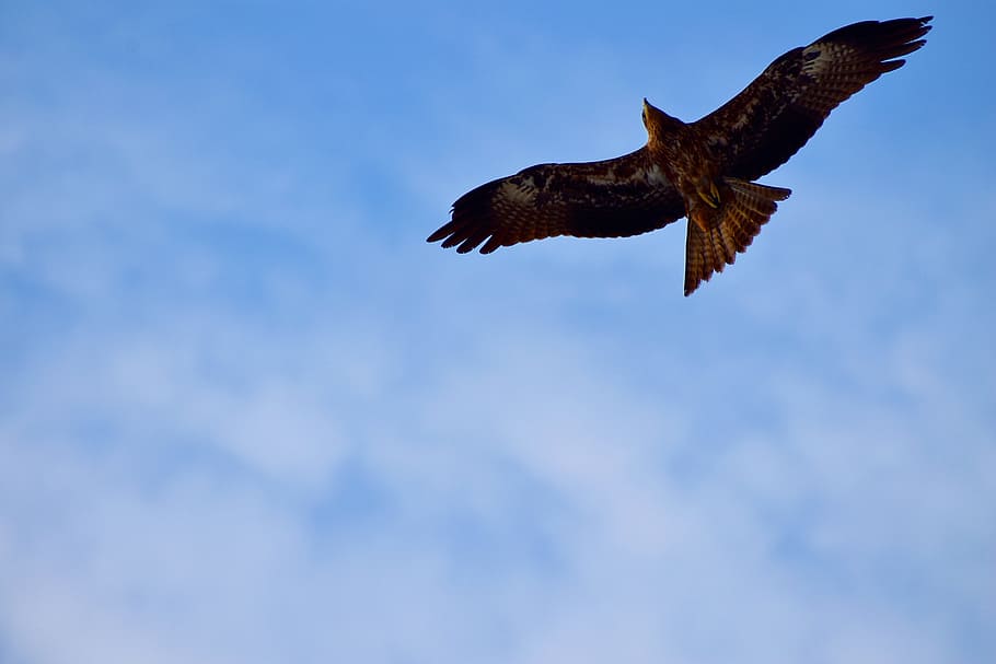 black kite, milvus migrans, raptor, bird, gliding, flight, blue sky, HD wallpaper