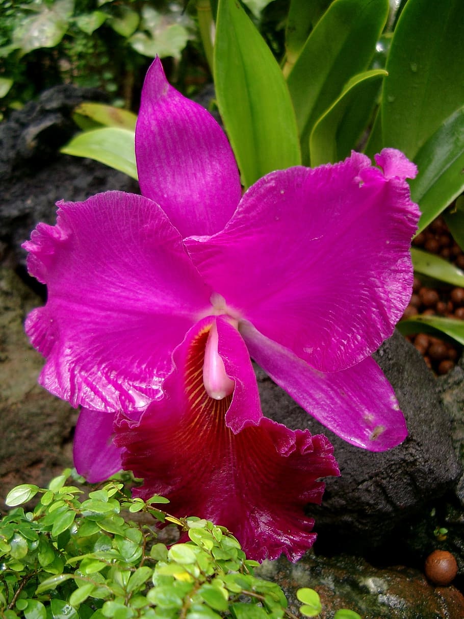 orchid, flower, violet, flowering plant, beauty in nature, close-up HD wallpaper