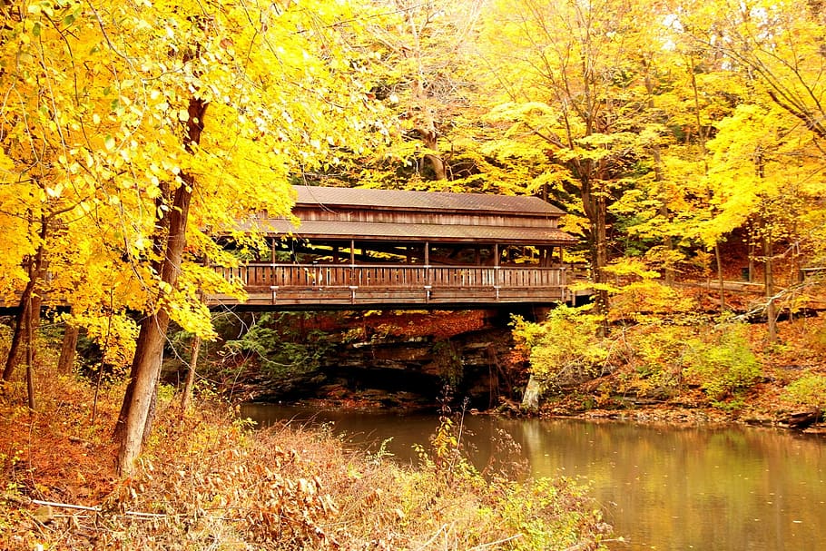 bridge, covered bridge, autumn, fall, leaves, yellow, scenic, HD wallpaper